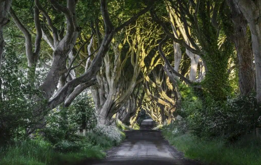 Tree lined tunnel road at the Dark Hedges in Northern Ireland